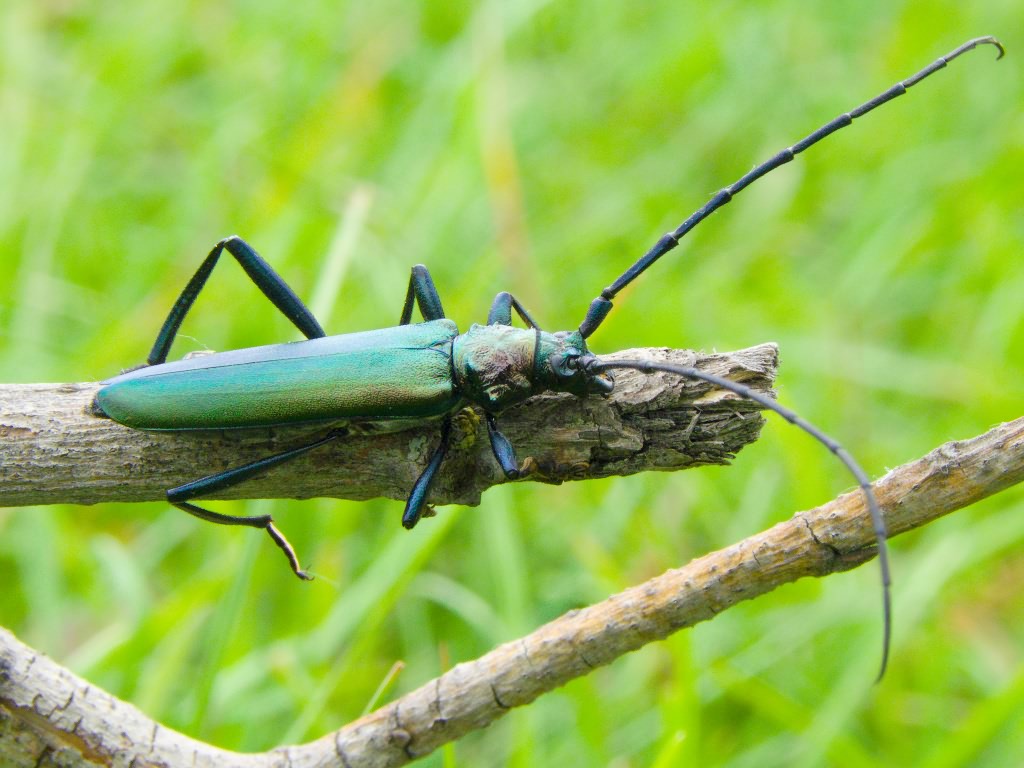 Aromia moschata (Linnaeus, 1758)
